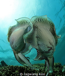 Cuttlefish by Jagwang Koo 